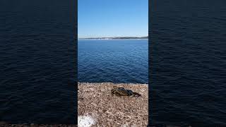 Good morning from Aghada, Cork harbour #ireland #fishing #marine