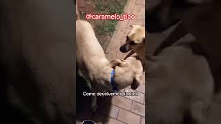Quando seu vizinho doguinho gosta da sua casa 🐕🤣♥️