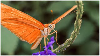 Macro Butterfly Footage - Sony a7siii. 55mm f1.8, 90mm f2.8 Macro - testing the Raynox dcr-250 by Shane Bethlehem 1,991 views 2 years ago 2 minutes, 28 seconds