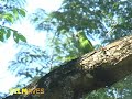 periquito-de-encontro-amarelo - Brotogeris chiriri - Yellow-chevroned Parakeet