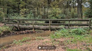 Download Lagu Genieten van de rust bij de omgevallen boom in het Geysterse bos. MP3 Download Lagu Genieten van de rust bij de omgevallen boom in het Geysterse bos. MP3