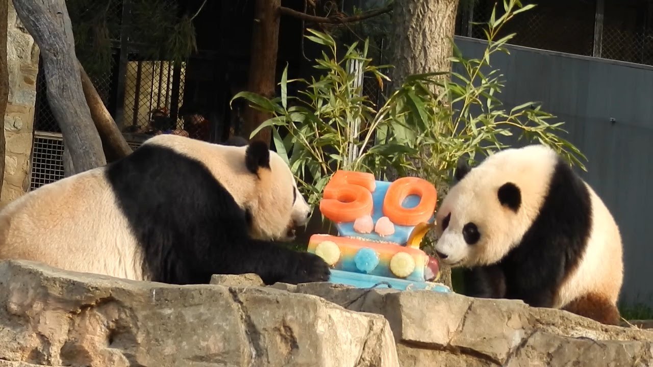 Giant Panda 50th Anniversary Celebration with Xiao Qi Ji, Mei Xiang and Tian Tian