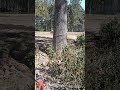 tree cutting #downtree #cuttingtree