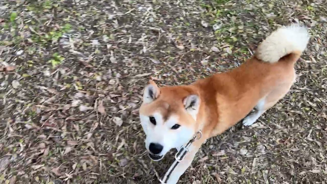 Shiba Inu Freezes When Treats Are Delayed | Funny & Cute Dog Moment