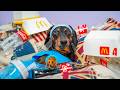Get back in shape! Cute & funny dachshund dog video!