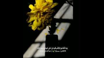 عبدالرحمن مسعد حالات واتس قرآن كريم.