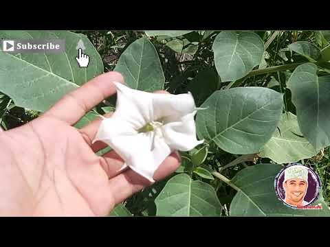 زهرة القمر السامة المرنحة