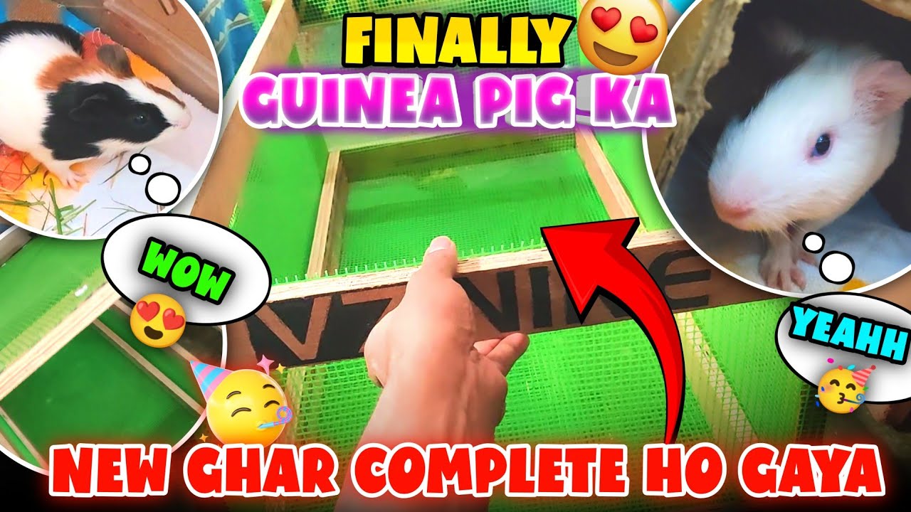Finally Completed My Guinea Pigs house 🏠🥳 | DIY Cage Setup | Cute Guinea Pigs Vlog