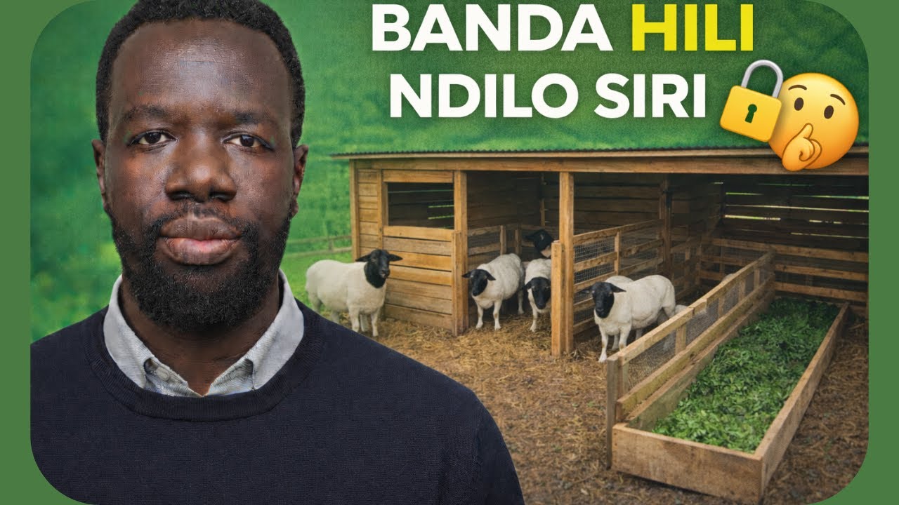 Ufugaji wa Kondoo wa Dorper Kenya | Banda na Sehemu ya Malisho Kabla na Baada ya Marekebisho