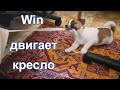 День 23-й. Win двигает кресло.