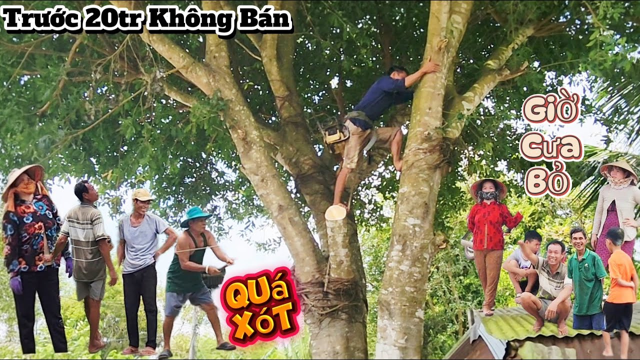 Cưa cây Xanh siêu khủng cặp sát lộ xe / Sawing a giant Green tree next to the road | P39
