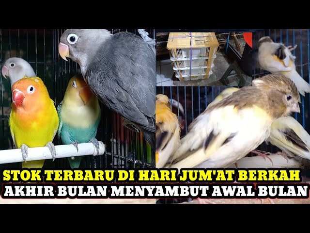 31 MEI 2024 STOK KENARI DAN LOVE BIRD TERBARU!!! UPDATE HARGA BURUNG TERBARU DI PASAR BURUNG PRAMUKA class=