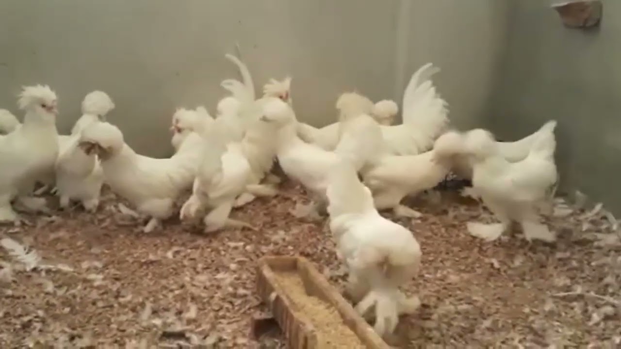 white sultan chicken || Sultan chicken farming || chicken farming