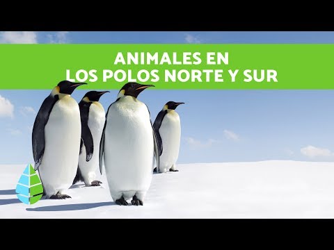 ANIMALES  del POLO NORTE y del POLO SUR - Animales de los POLOS