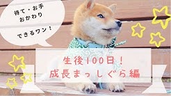 Shiba Inu Ringoro Youtube