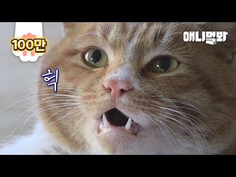 한 남자를 만나고 운명이 바뀌었다ㅣFate Of A <strong>Cat</strong> Been Bullied Has Changed After Encountering One <strong>Man</strong>