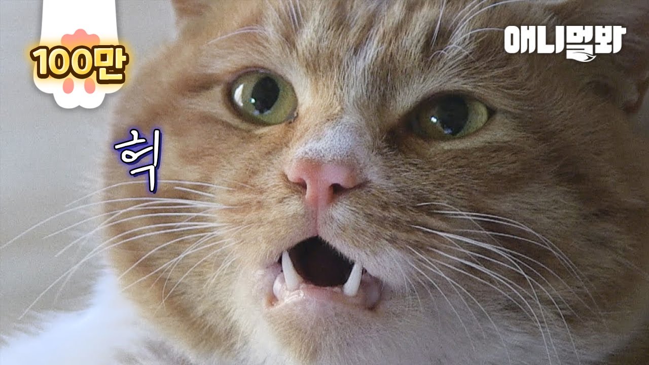 Кот подвергся издевательствам .. Его судьба изменилась после встречи с одним мужчиной