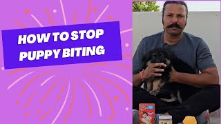 How to STOP PUPPY BITING with just 3 TRICKS at early stage | Do This Every day to stop puppy biting