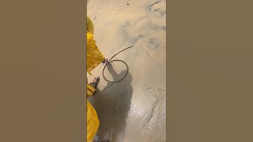 Draw a seal 🦭 using 6 #art #shorts