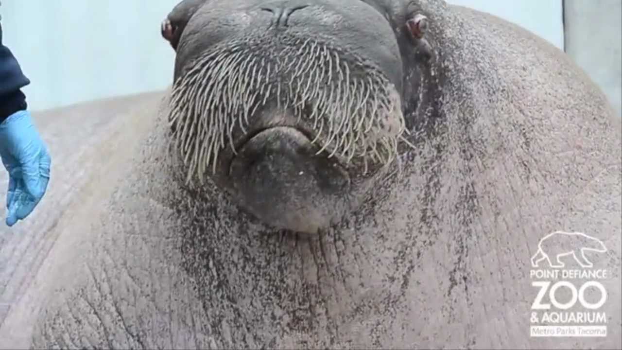 мамонтенок морж мультфильм. морж иллюстрация. красный морж. хайнеман морж. плюшевый морж.