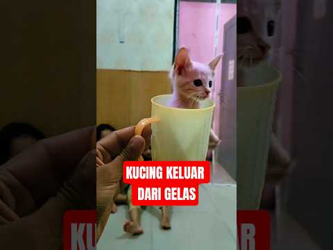 Anak kucing lucu keluar dari gelas