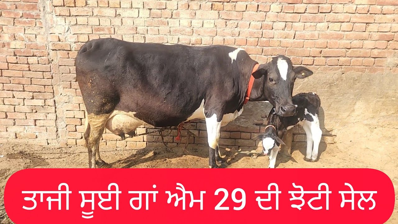 9855841850 ਗਾ ਤੇ ਝੋਟੀ ਸੇਲ