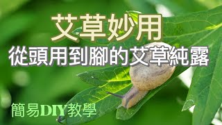 The wonderful use of wormwood,, how to easily DIY at home [Fiona Shiji] ep.127