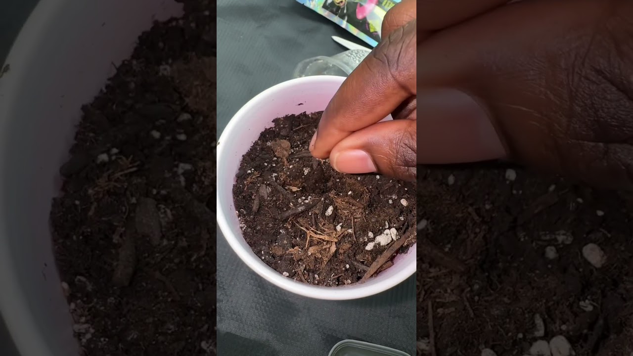 Autoflowers on autopilot fast, simple, and always moving  