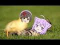 Subaru duck vs okayu cat  animal hololive