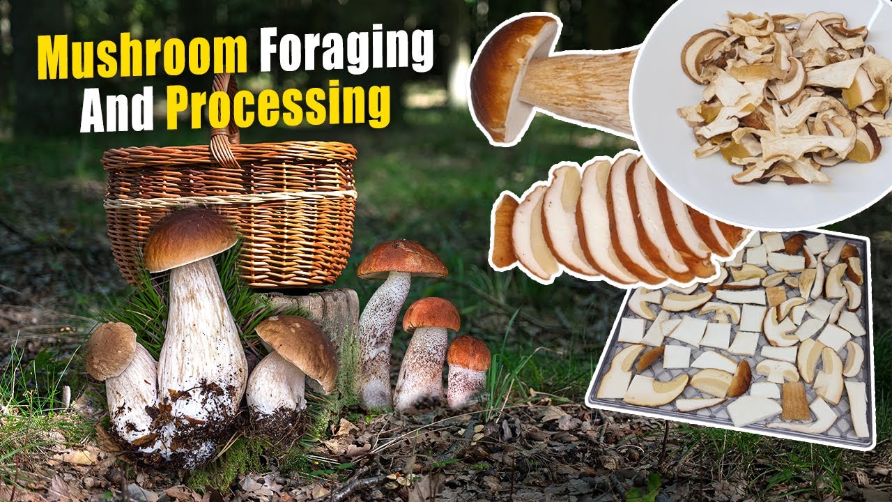 Сбор и переработка грибов | Как сушить грибы | Сушка дикорастущих грибов дома