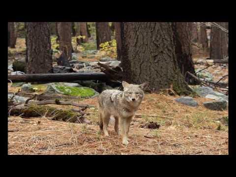 Видео: Странен лисица-койот обикаля Тексас - Алтернативен изглед