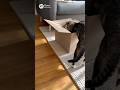 Cat finds the perfect box and claims it😆😆😆 #catsoftiktok #cute #viral #fyp #cat