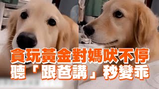 貪玩黃金獵犬對媽狂吠！聽見「跟爸講」秒變乖｜狗｜寵物動物｜精選影片