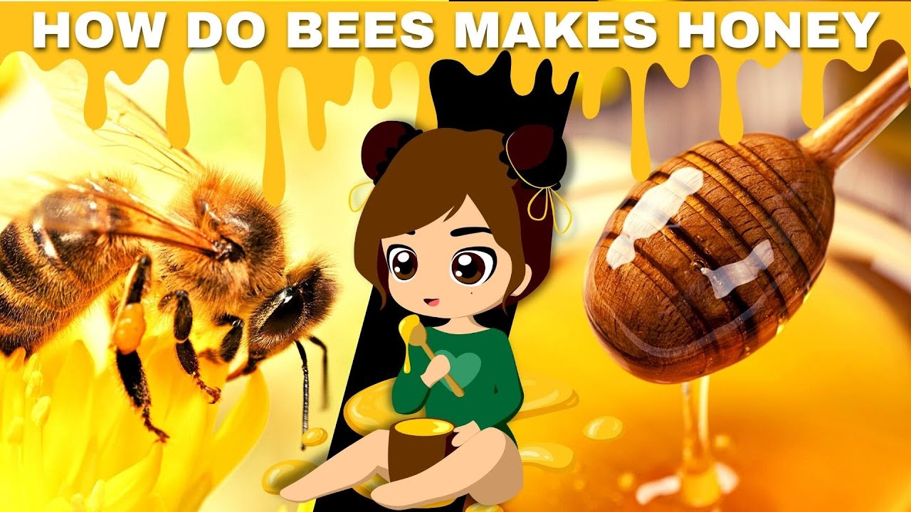how do honey bees get their jobs YouTube