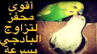 صوت طيور الحب+تحفيز طيور البادجي+صوت تحفيز عصافير الحب,البادجي ???