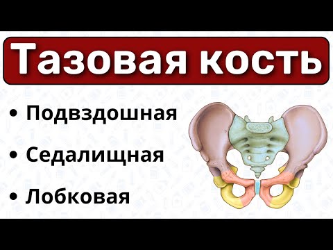 Тазовая кость: подвздошная, седалищная и лобковая кости / Анатомия