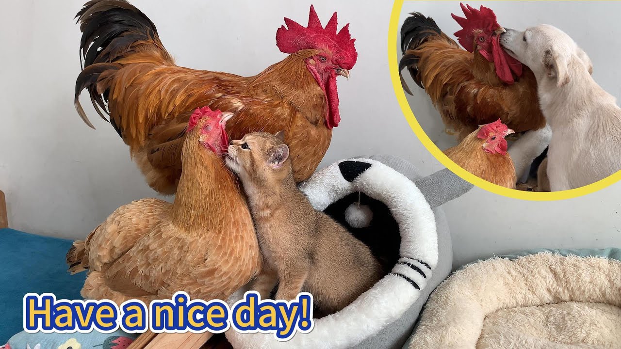 The rooster and the hen were arguing, and the kitten and the puppy were trying to reconcile them