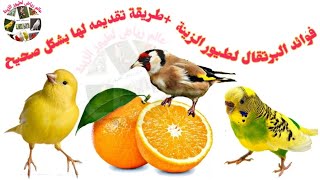 فوائد البرتقال للطيور تعرف عليها وعلى كيفية تقديمه لها(2021)