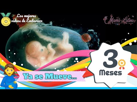 madre primeriza libro TERCER MES DE EMBARAZO | SEMANA 9 A 13 | DESARROLLO DEL BEBÉ | EMBARAZO SEMANA A SEMANA