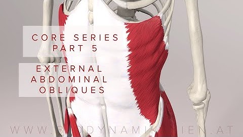 Core Series Part 5: External Abdominal Oblique Muscles (3D Animation)