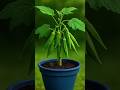 How to Grow Okra at Home |  GardeningTips | lady finger at home | home gardening