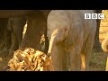 Young elephant mourns his mother 🐘 Serengeti II - BBC
