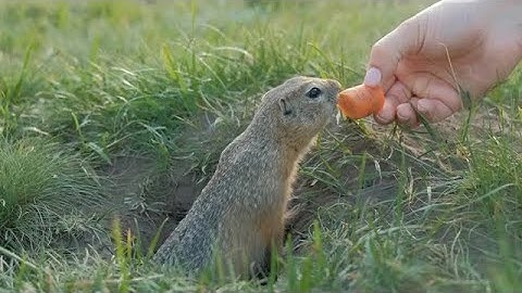 The Gopher Grabs A Carrot Stock Video