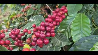 Producer from Andradas invests in regenerative coffee farming. screenshot 1