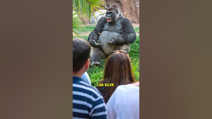 Gorilla speaks? Experts shocked! 😱 #shorts