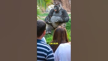 Gorilla spreekt? Experts geschokt! 😱 #shorts