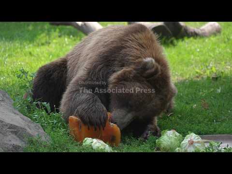 Chicago area zoo helps animals cool off amid heatwave