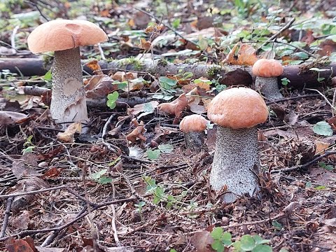 Лес в котором много грибов! Грибной год!