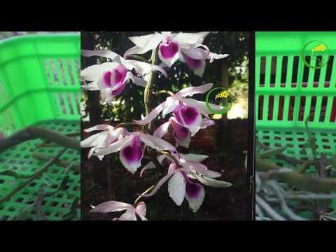 Video 50 ky Giả hạc Nam Lào giá 20 ngàn/1 ky - youtube