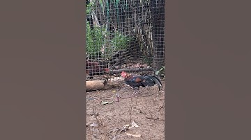 siêu phẩm gà rừng tơ giải nhất cho ae đây.me nyuam lau qaib zaim nyawb